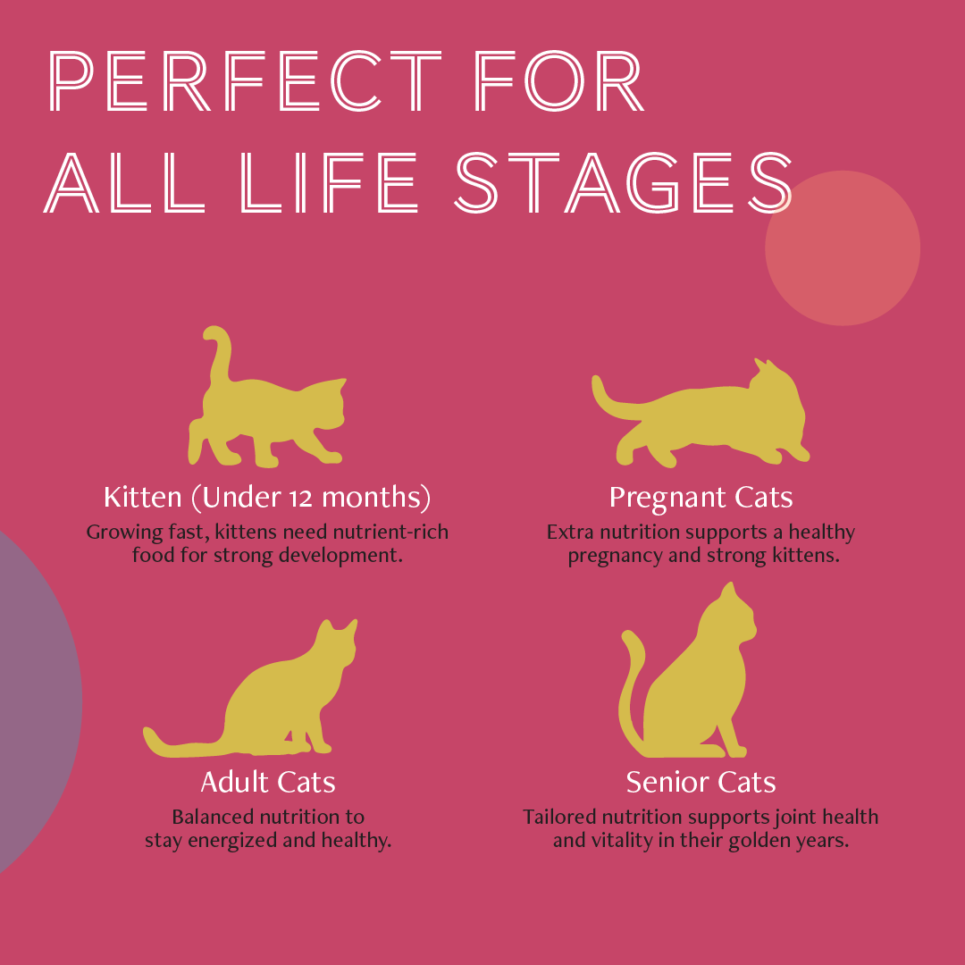 Daily Delight Mousse Cat Food | Grain-Free Wet Food