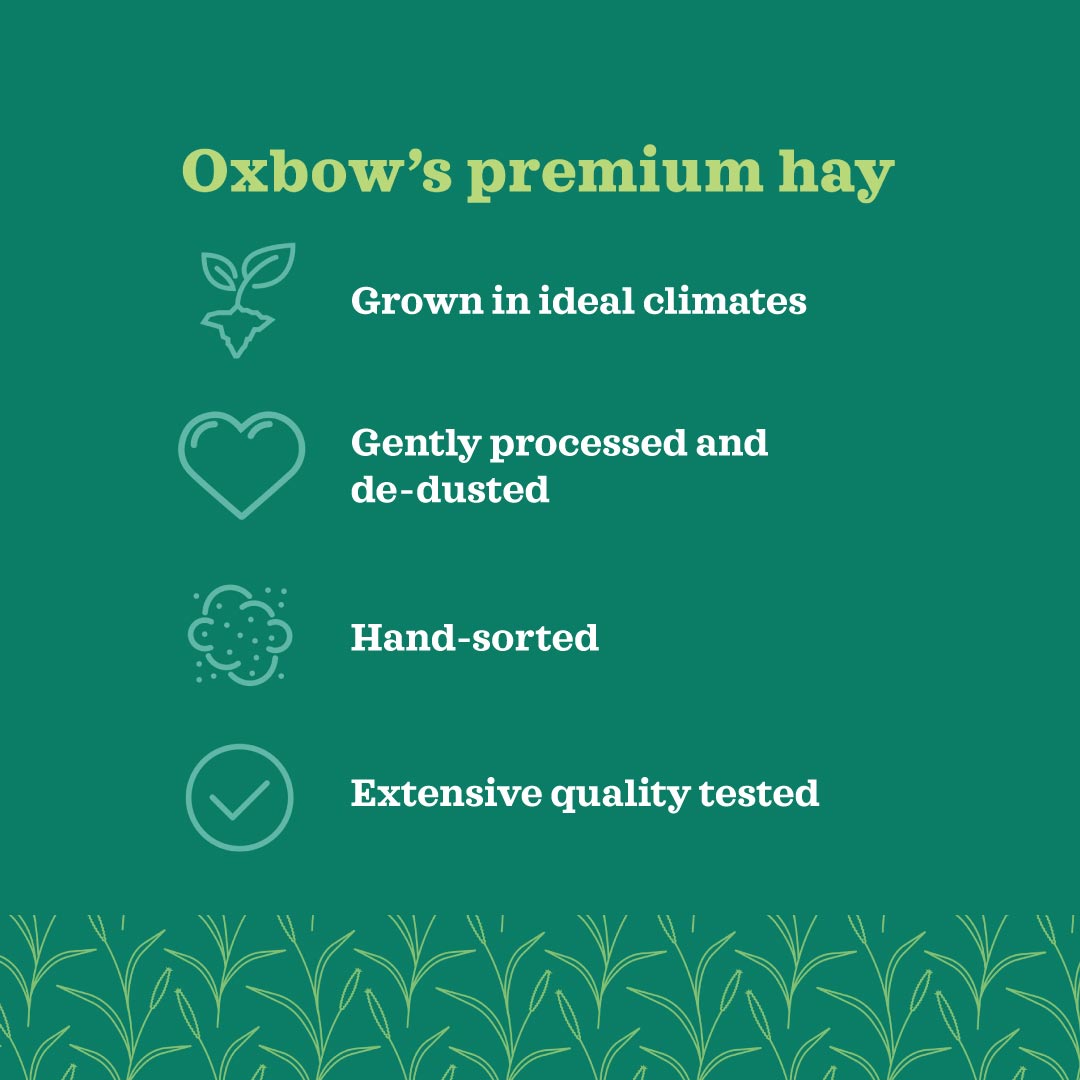Oxbow Farm Fresh Hay for Small Animals | Timothy, Alfalfa, Oat & Botanical