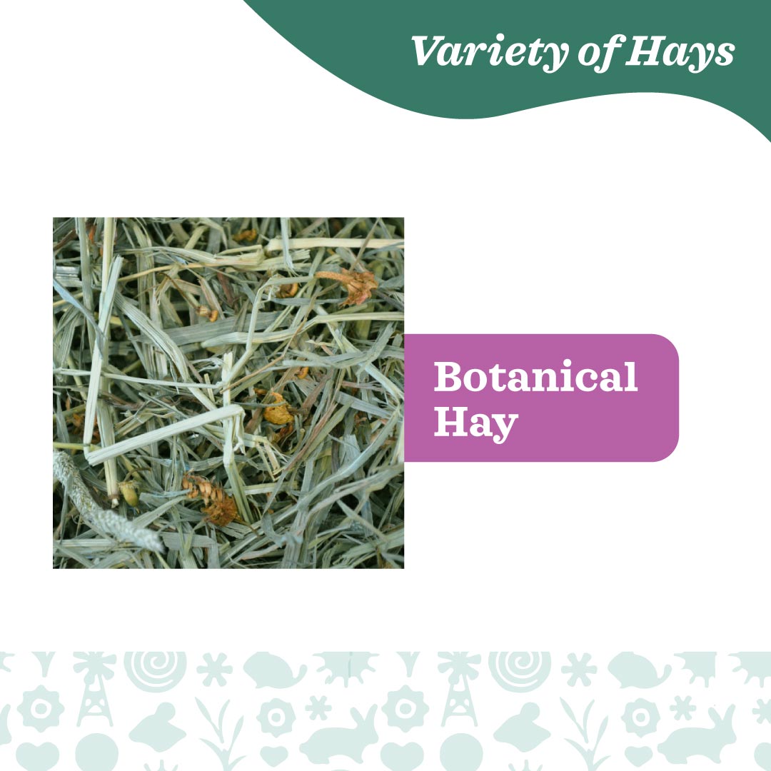 Oxbow Farm Fresh Hay for Small Animals | Timothy, Alfalfa, Oat & Botanical