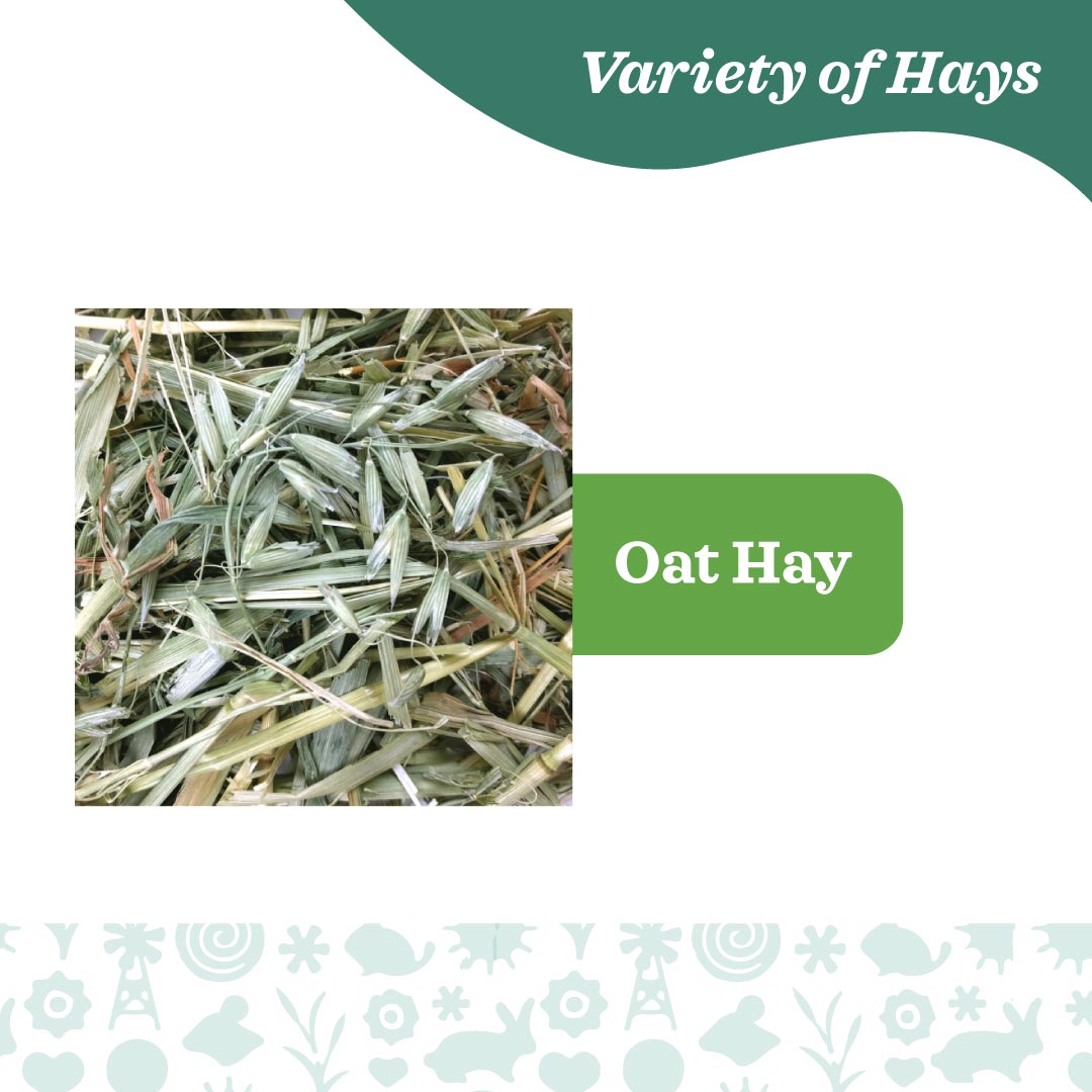 Oxbow Farm Fresh Hay for Small Animals | Timothy, Alfalfa, Oat & Botanical