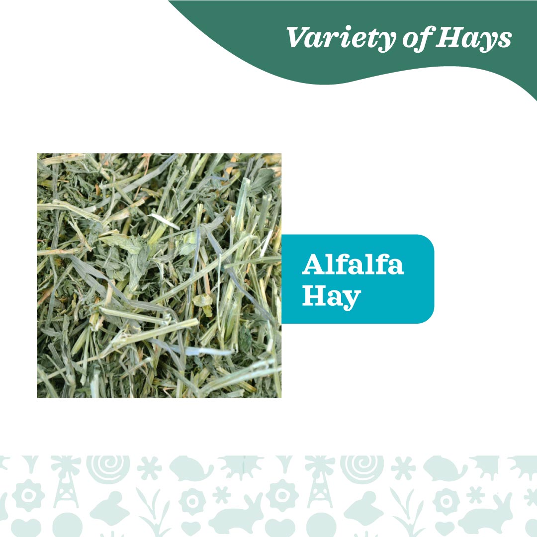 Oxbow Farm Fresh Hay for Small Animals | Timothy, Alfalfa, Oat & Botanical