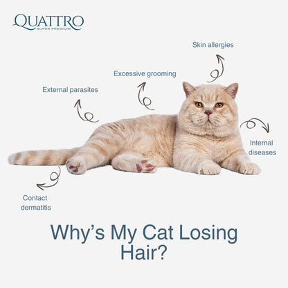Quattro Dry Cat Food 1.5kg – Freeze-Dried Coated Kibble