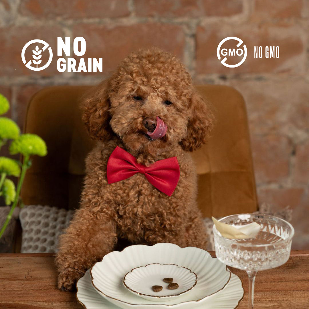 Quattro Grain-Free Dry Dog Food 1.5kg – Freeze-Dried Coated